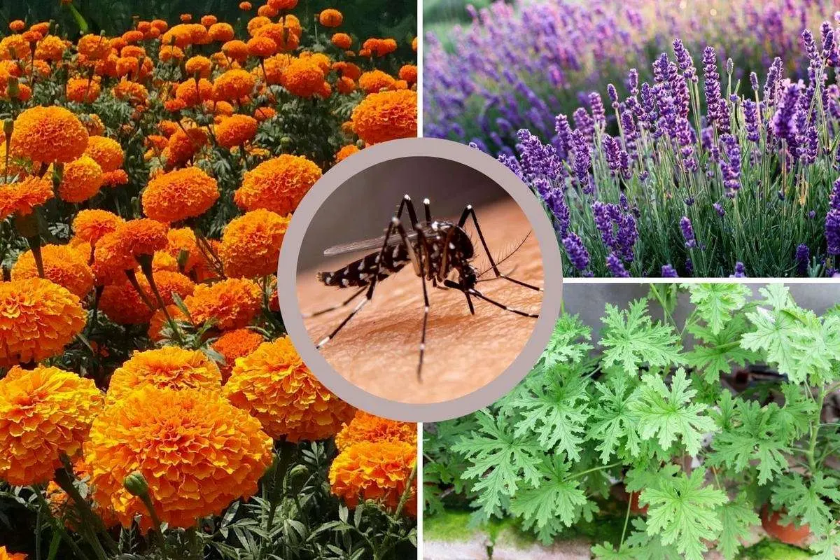 می‌خوای پشه‌ها اذیتت نکنن؟ این گیاهان معجزه می‌کنن