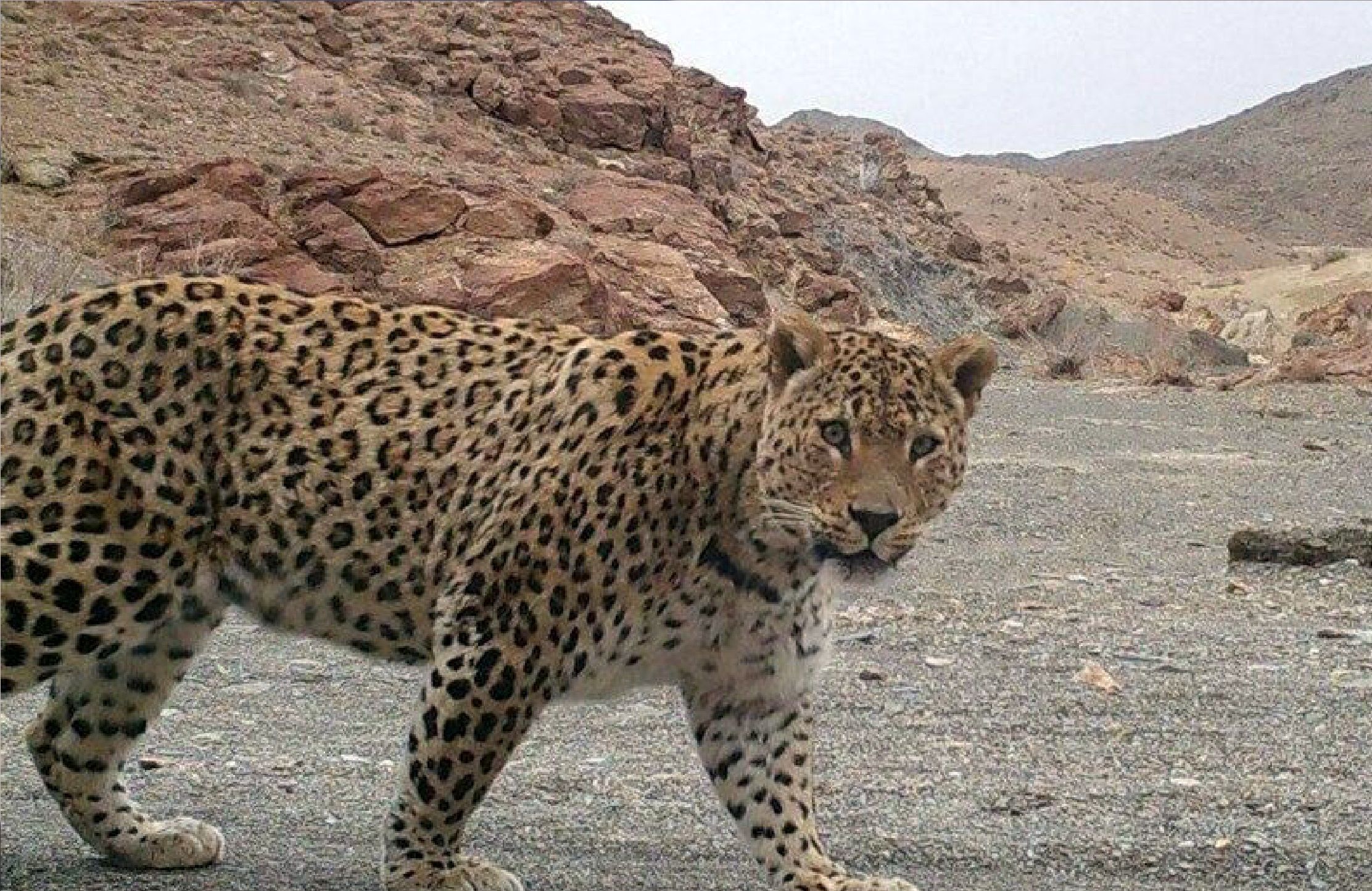 مرگ تلخ یک جوان در تربت حیدریه