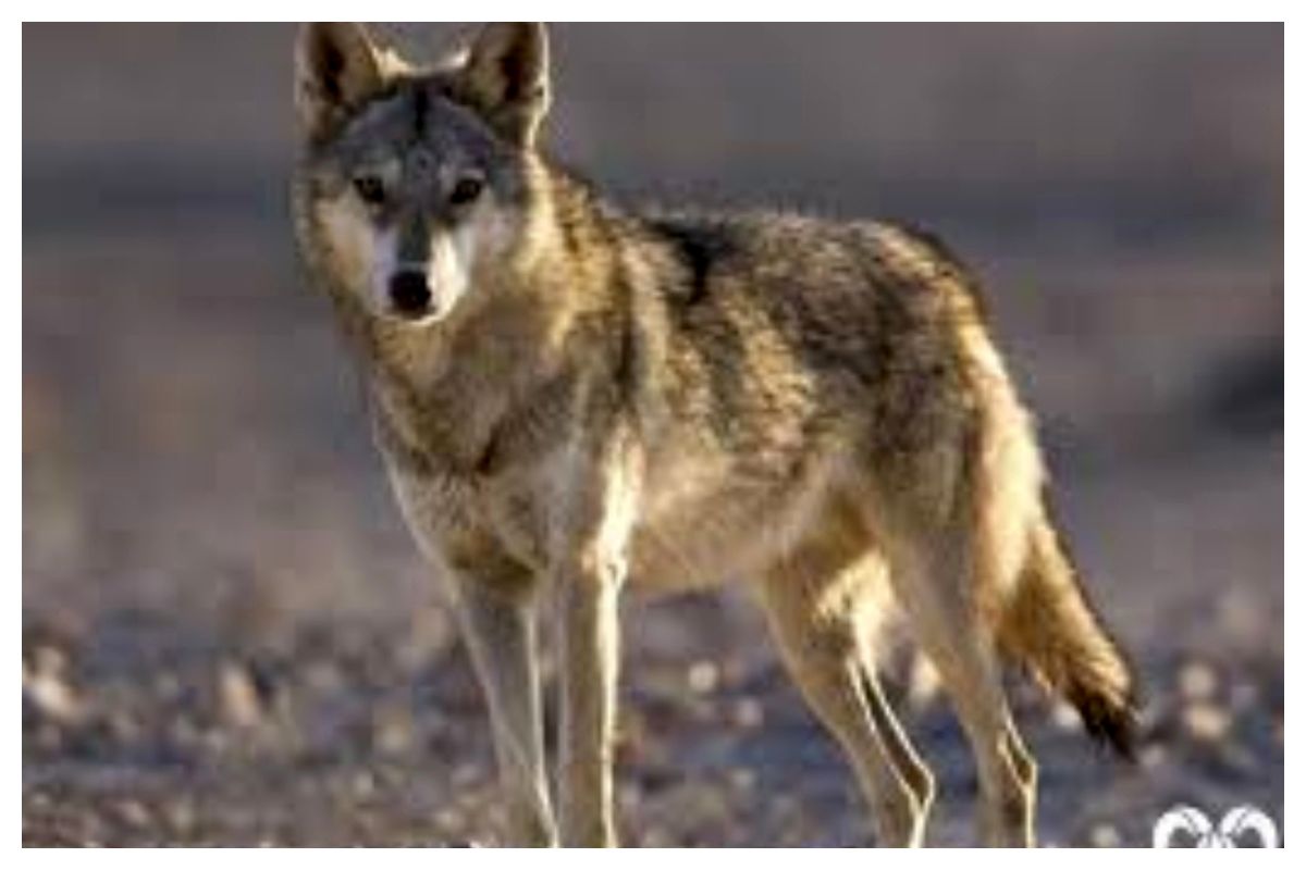 فردی که در مغازه خود از یک گرگ نگهداری می‌کرد!+ عکس