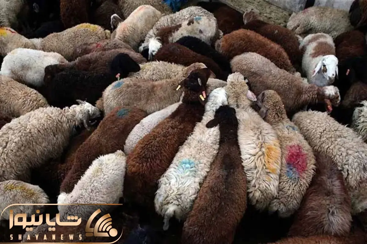 قیمت دام زنده امروز ۲ اردیبهشت ۱۴۰۴ / بالاترین قیمت دام زنده متعلق به کدام استان است؟