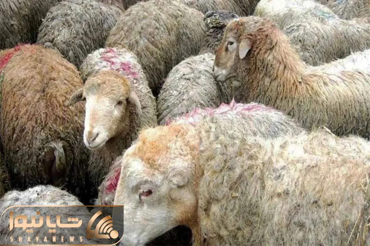 (جدول) قیمت دام زنده امروز ۱ اردیبهشت ۱۴۰۴/ بازار گوساله زنده نوسانی شد