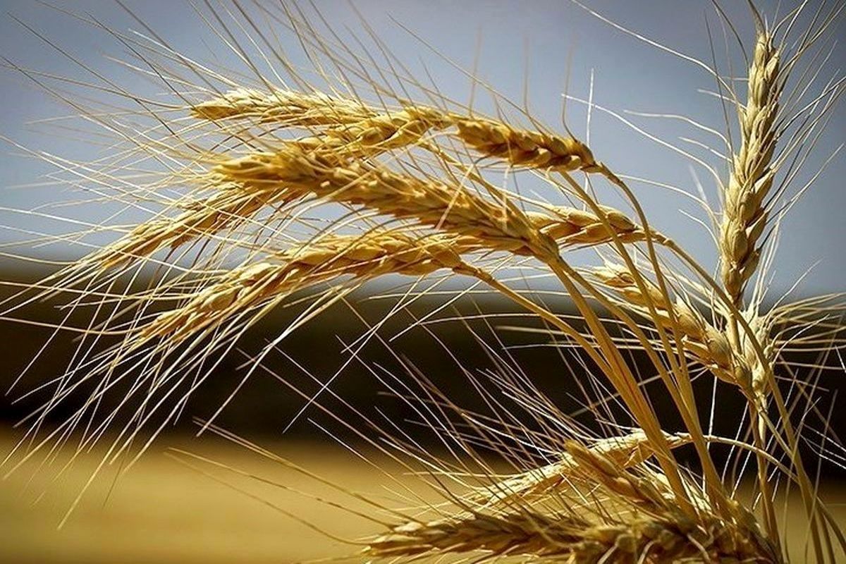 درخواست وام برای کاهش ضایعات گندم