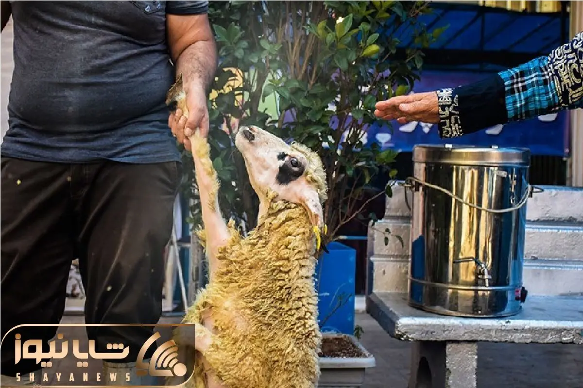 (جدول) قیمت دام زنده امروز ۲۶ فروردین ۱۴۰۴/ بازار دام هم به ارز گره خورد؟