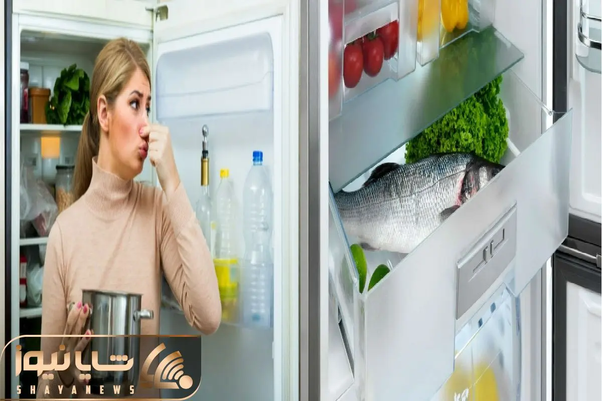 ماهی تازه رو چطوری نگه داریم که یخچال بو نگیره؟/ ترفند طلایی نگهداری ماهی بدون بوی بد