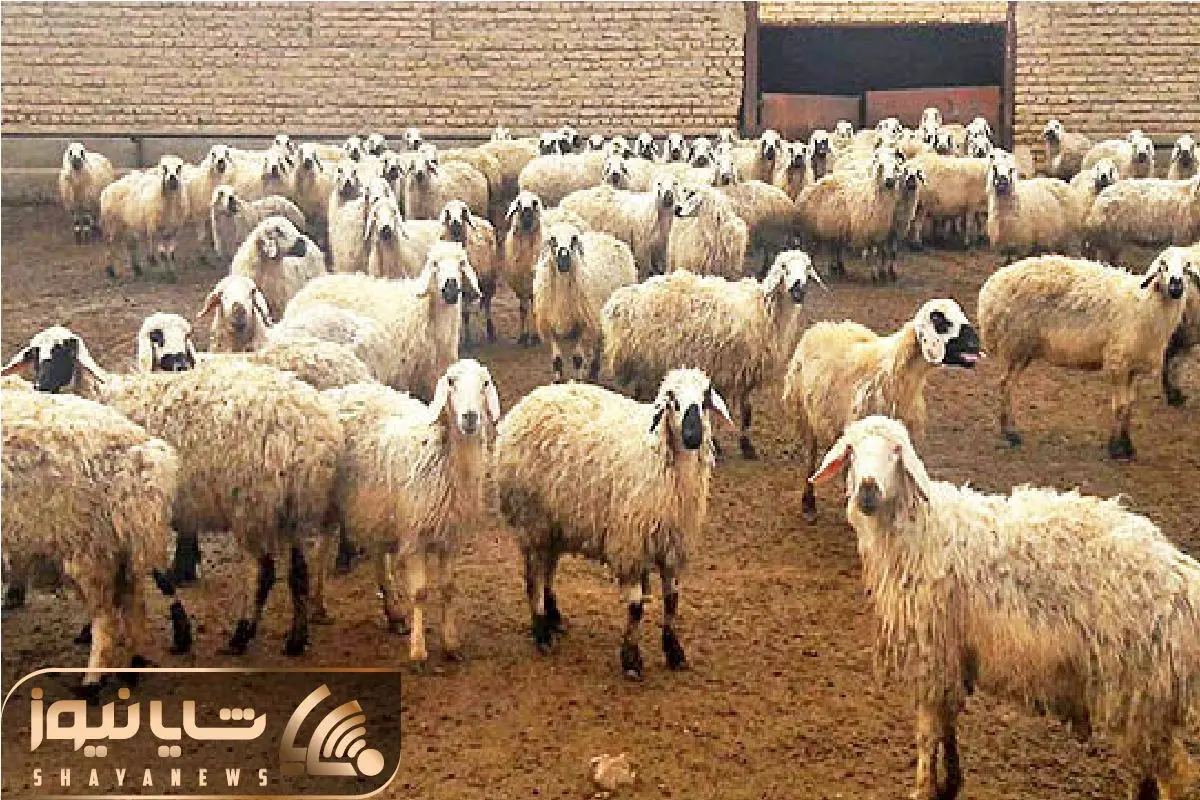 (جدول) قیمت دام زنده امروز ۳۰ فروردین ۱۴۰۴/ روند فرسایشی بازار ادامه دارد